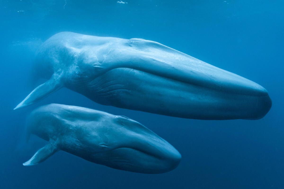 Blue Whale Swimming