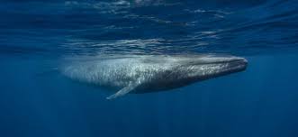 Blue Whale Tail
