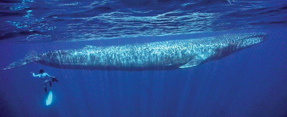 Blue Whale Jumping