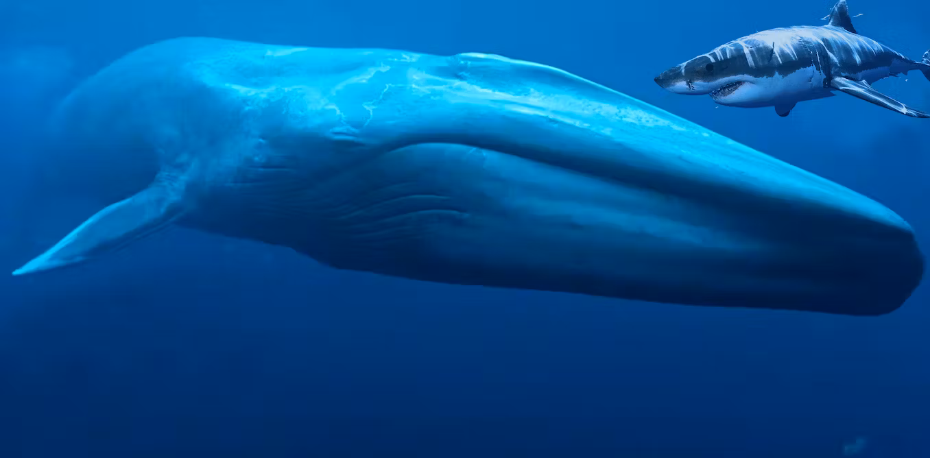 Blue Whale Surface