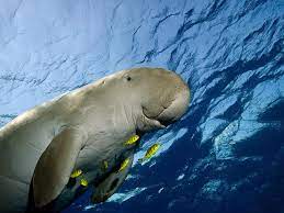 Dugong Swimming
