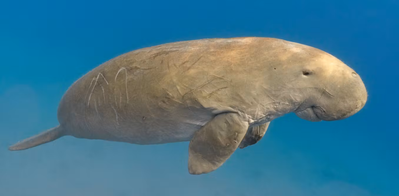 Dugong Grazing