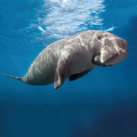 Dugong in Coastal Waters