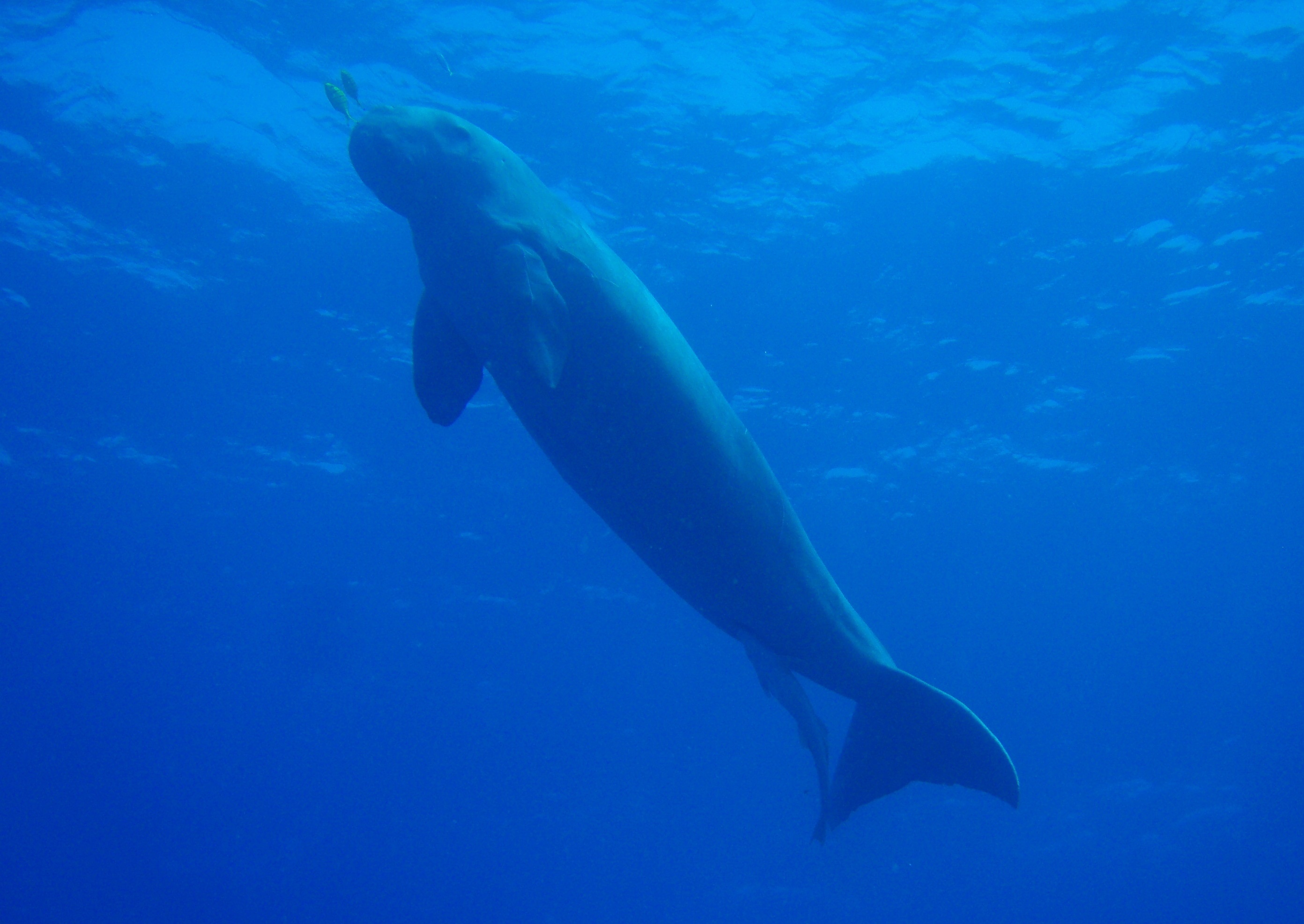 Dugong Family