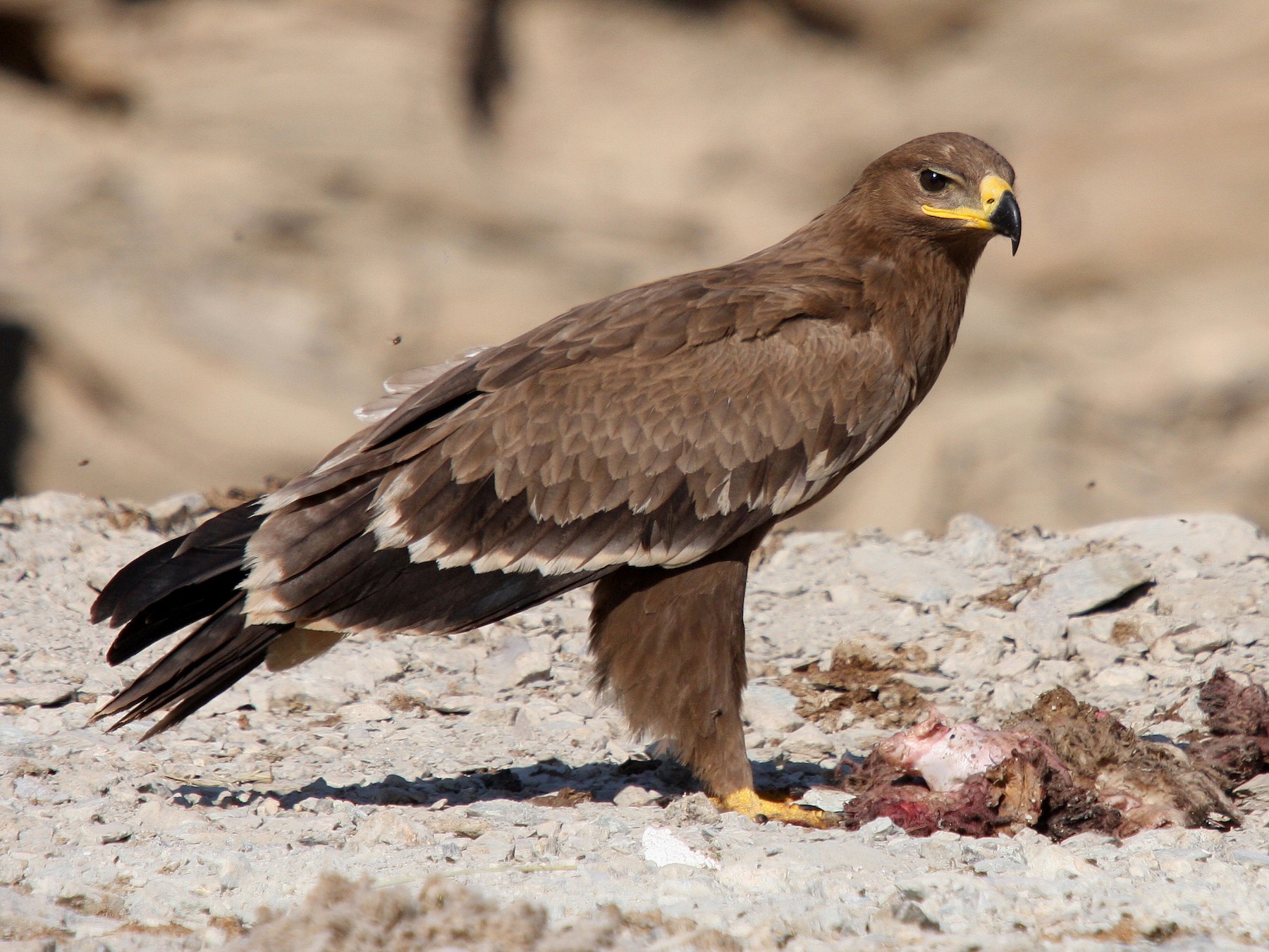 Steppe Eagle in Flight