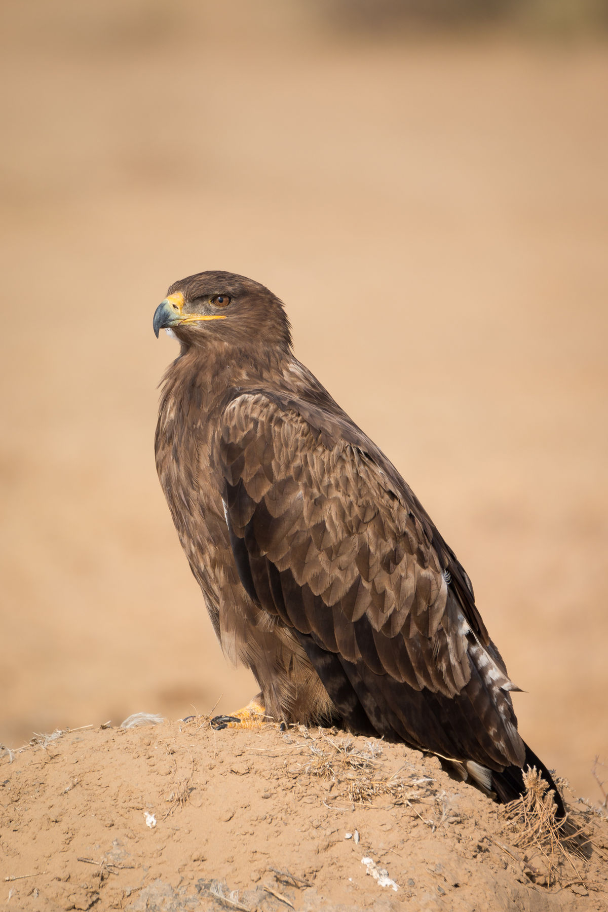 Steppe Eagle Close-up