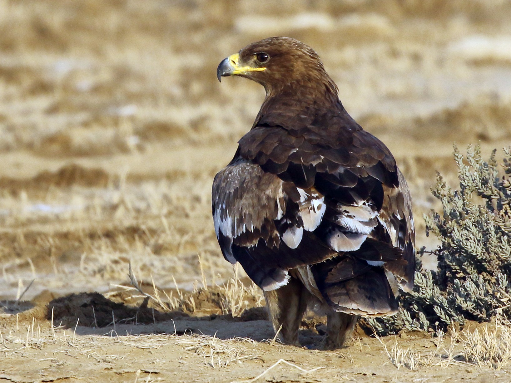 Steppe Eagle Portrait