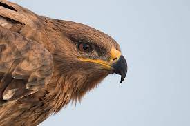 Steppe Eagle Hunting